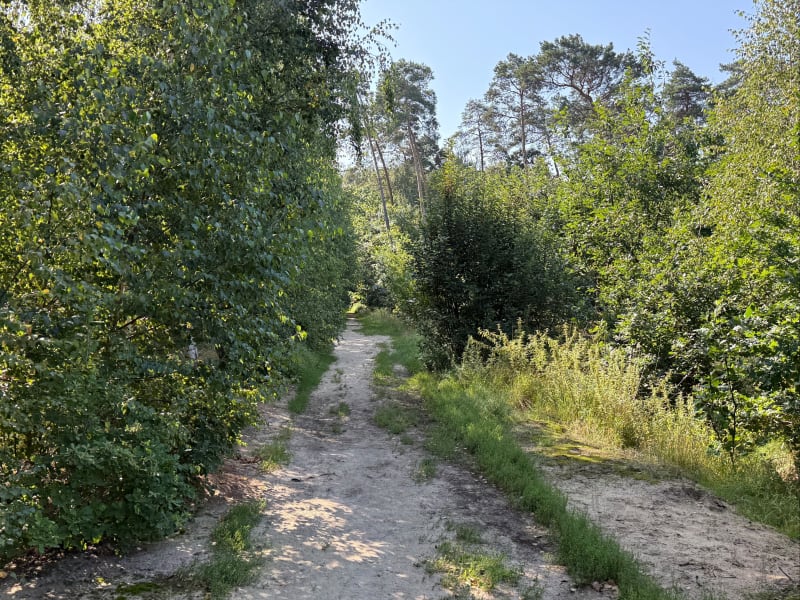 Spacer lasem i okolicami - Rokietnica