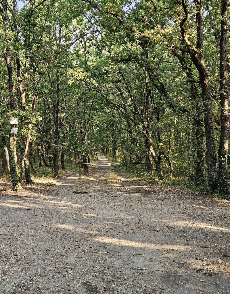 Forêt du tir à l'arc à Vignau - Pompignan