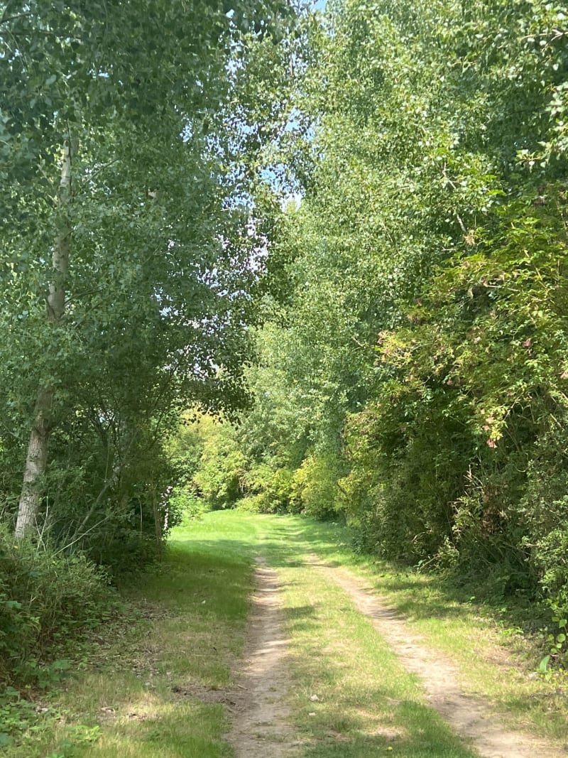 Entre champs et marais à Sancourt - Sancourt