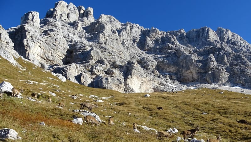 Altoplano del Montasio au plus près des bouquetins - Tolmezzo