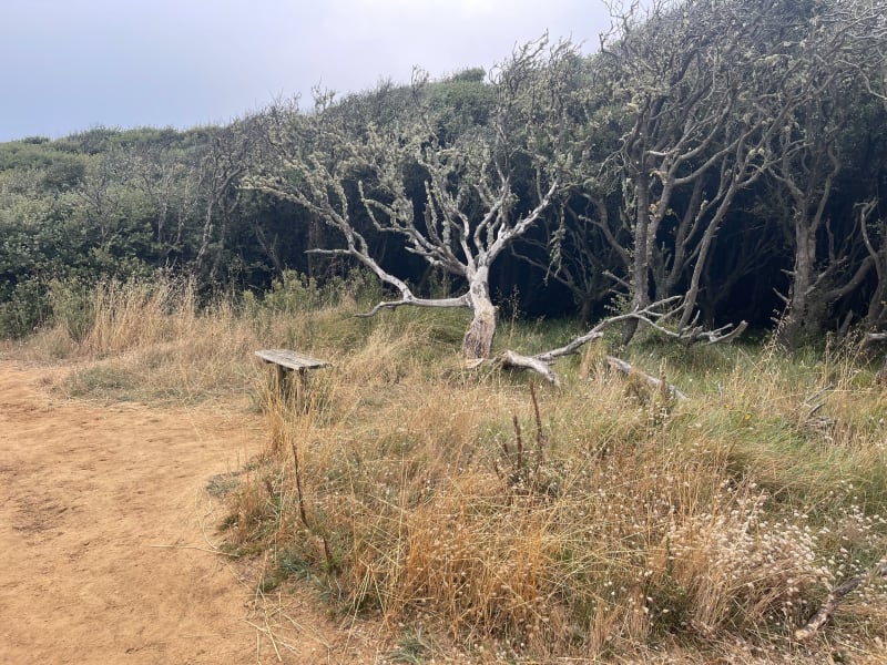 Chemin du Veillon - Talmont-Saint-Hilaire