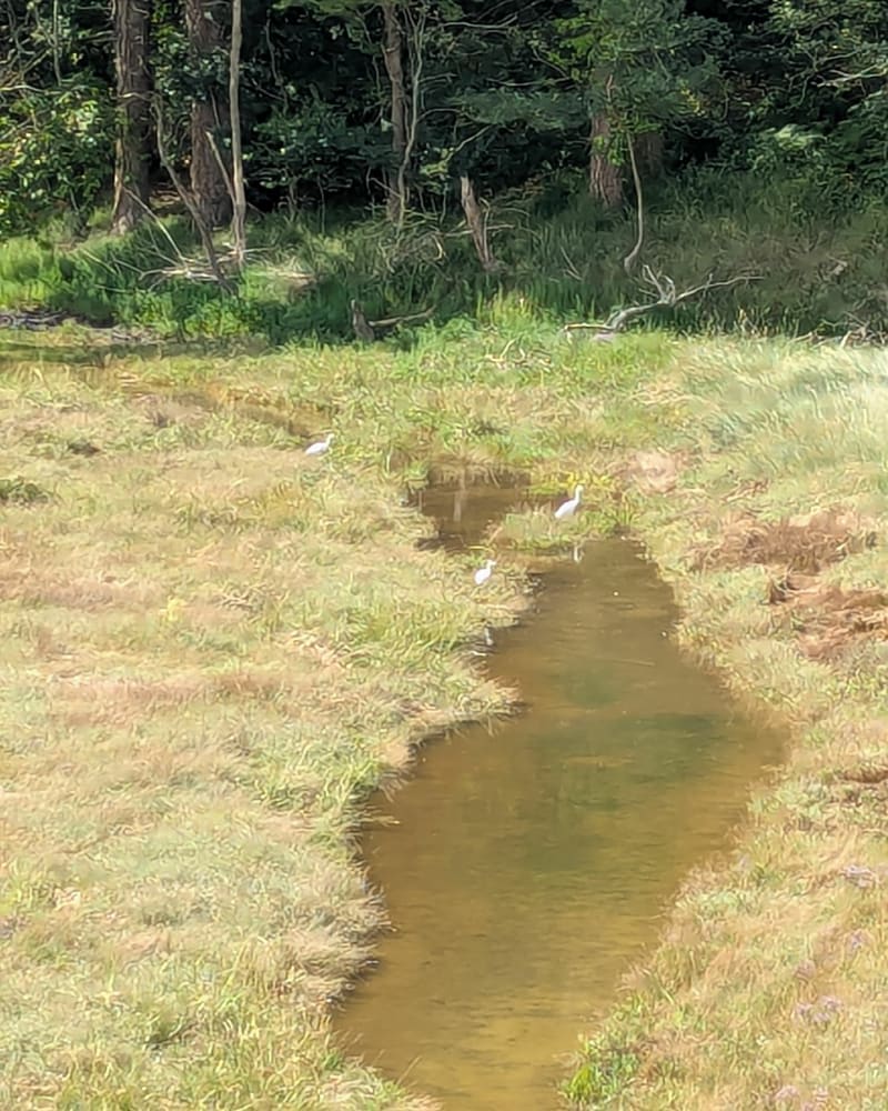 Balade des moulins à Plurien - Plurien
