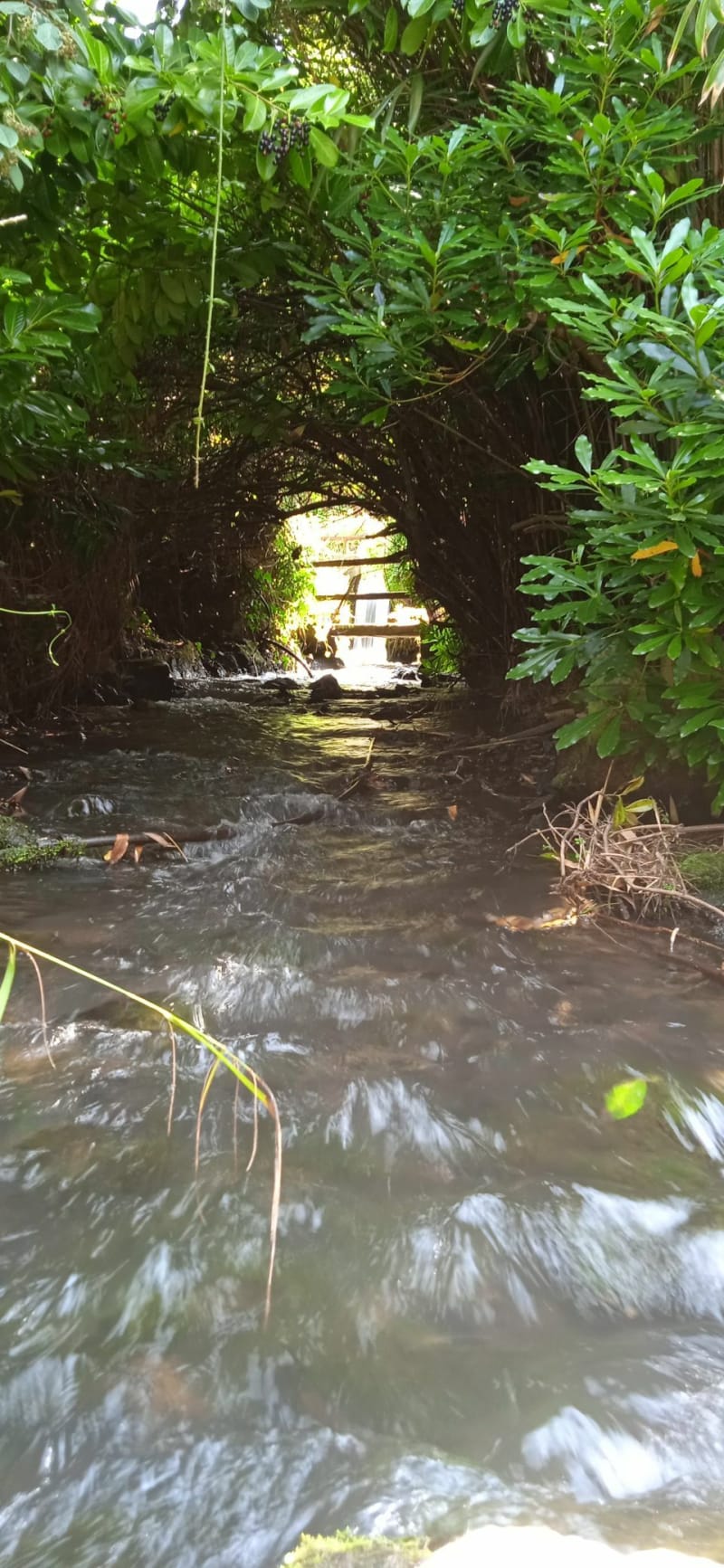 Viaduc, forêt, rivière à Fermanville - Fermanville