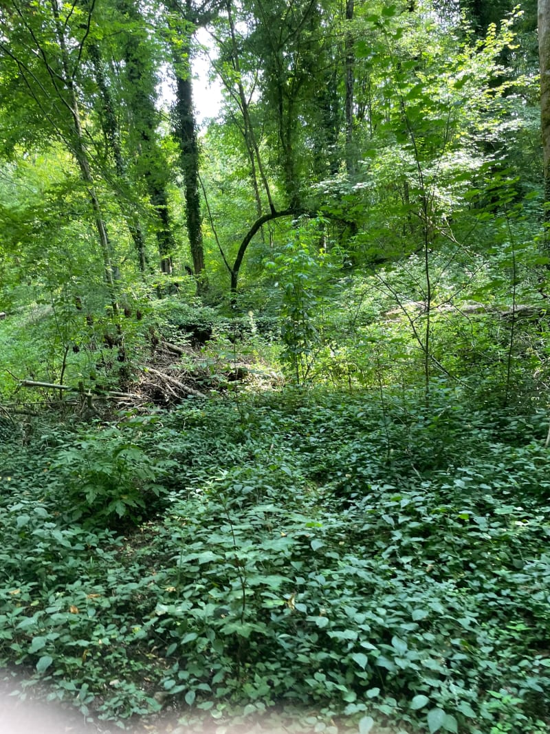 Balade énergique autour de Château-Renard - Gy-les-Nonains