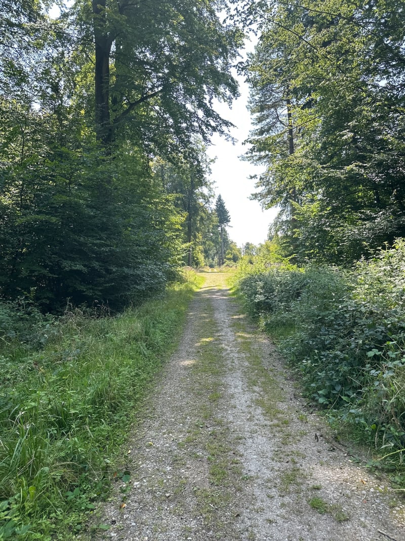 Entre étang et forêt domaniale d'Arques - Arques-la-Bataille