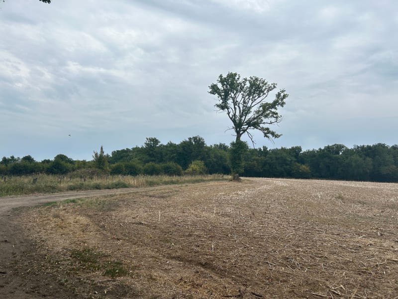 Forêt de Sauvigny-les-Bois - Sauvigny-les-Bois