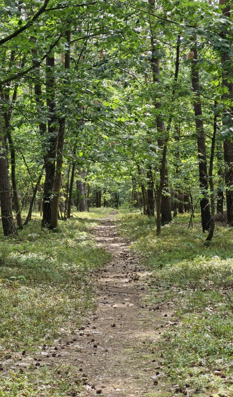 Sękocin 7 km - Łazy