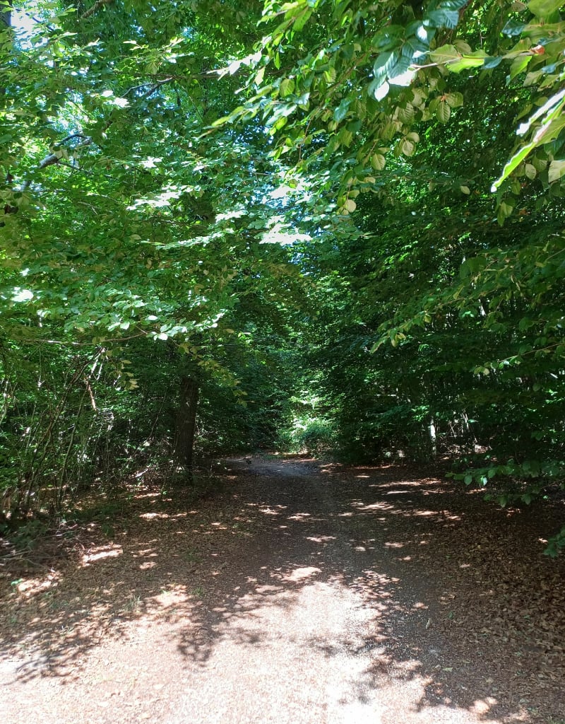Randonnée vers La Pierre Torniche, vue sur l'allée des Beaum - Vieux-Moulin