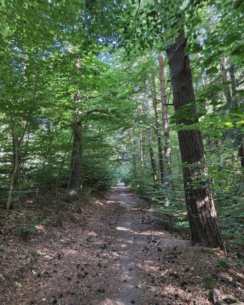 Balade ombragée non loin de Chambon-sur-Lignon - Le Chambon-sur-Lignon