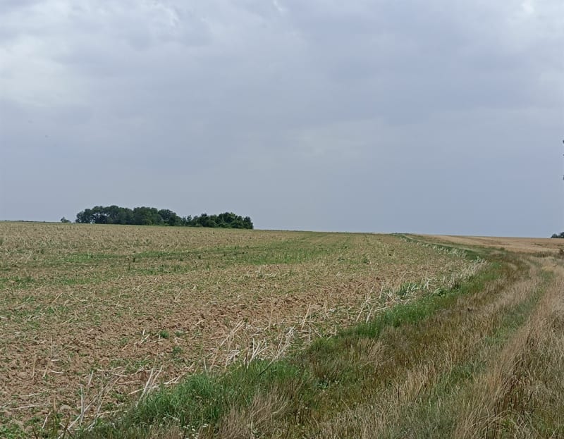 À travers les champs de Blaru - Blaru