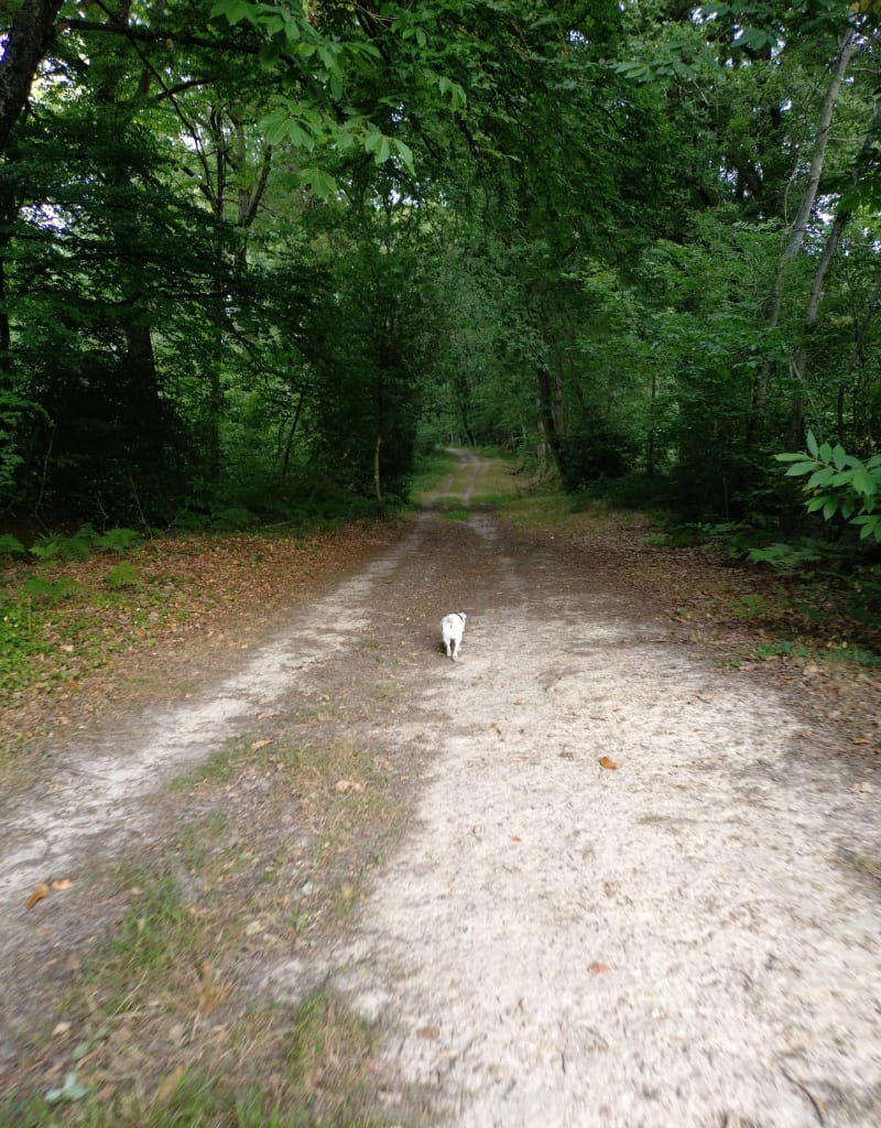 Balade en forêt près de Baugé - Baugé-en-Anjou