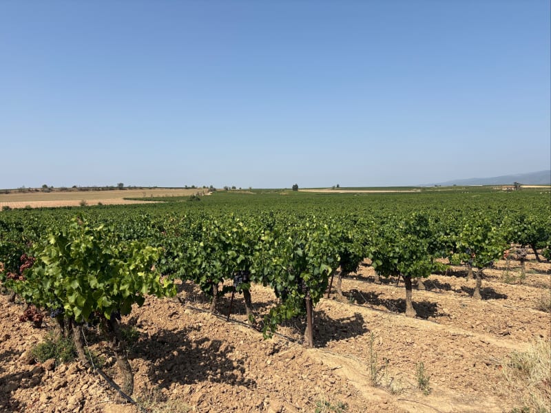 Marche au départ de Rieux-Minervois - Rieux-Minervois