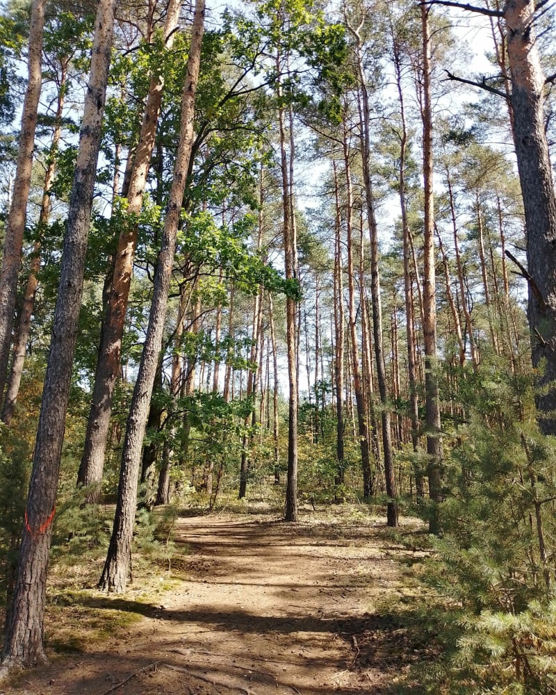 Las obok Ząbek - Ząbki