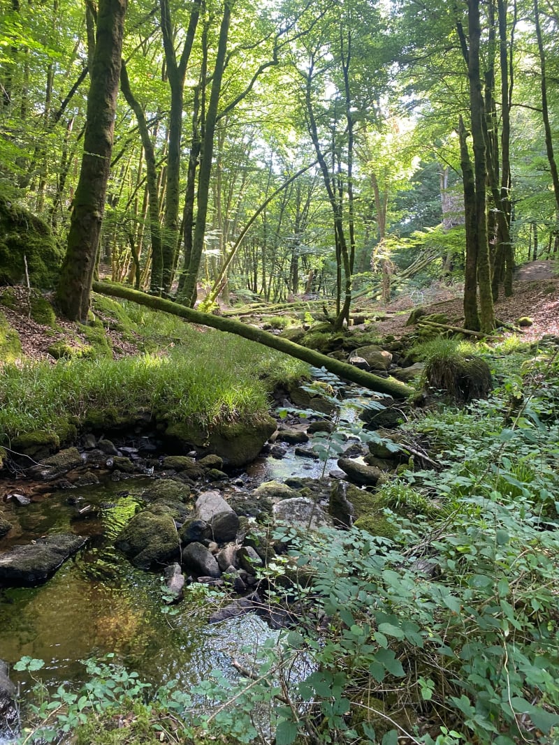 Boucle sur le haut de Pradines par la cascade de la Tine - Pradines