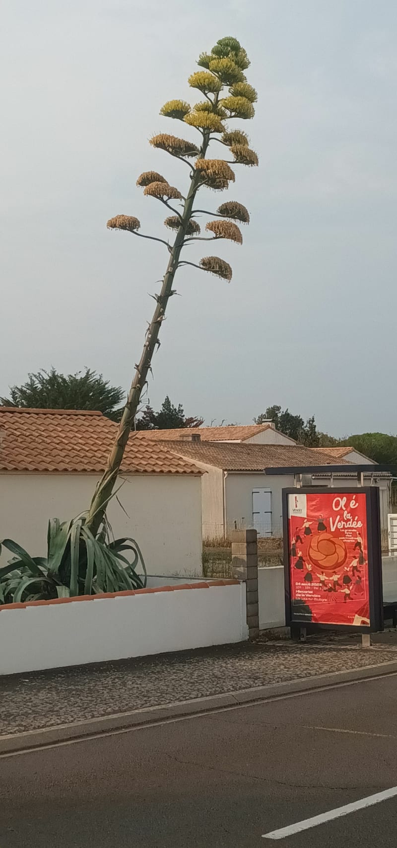 Vive l'océan depuis Sainte-Foy - Saint-Mathurin