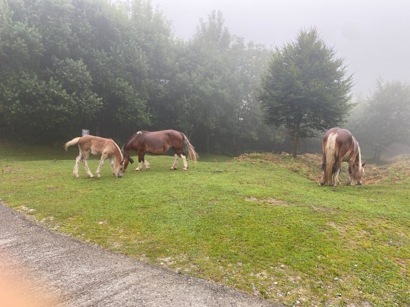 Balade en forêt au dessus d’Irun, Lapuriturri - Endarlatsa