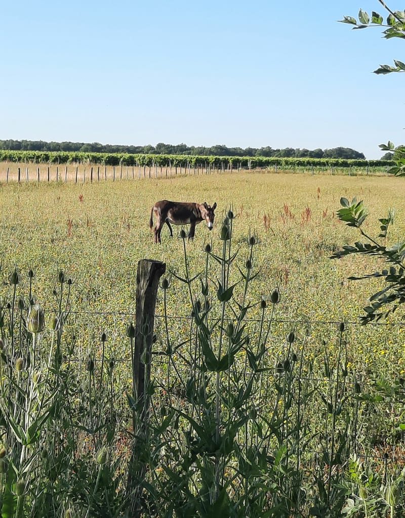 Grand parcours entre Courbillac et Mareuil - Courbillac
