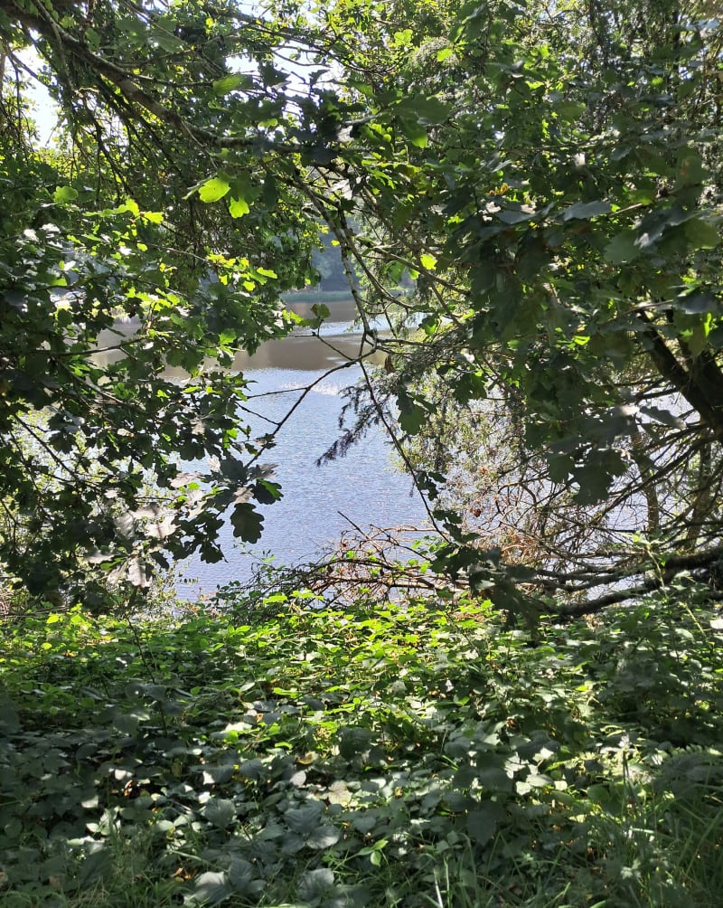 Forêt domaniale de Noues de Sienne, entre feuillus et resine - Noues de Sienne