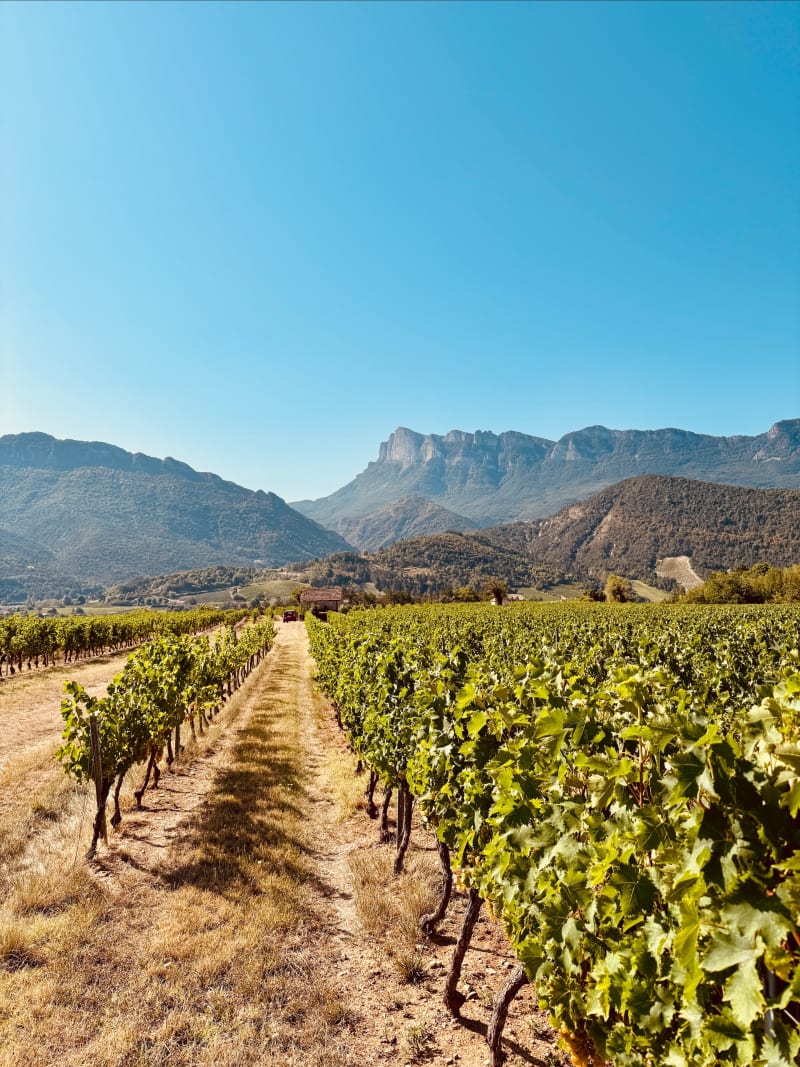 Vignes, cabanons et vue sur les 3 becs - Saillans