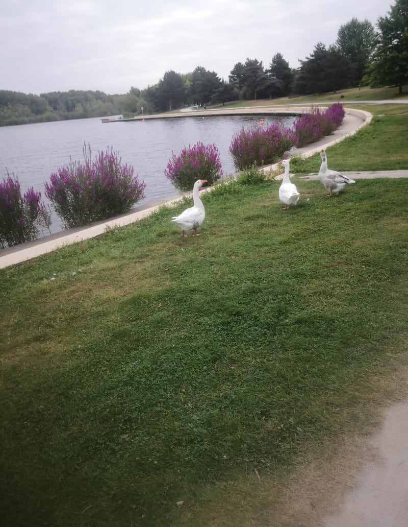 Lac du Parc Gayant à Douai - Douai