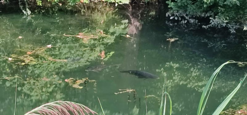 Autour du Canal du Rhône au Rhin - Heidolsheim