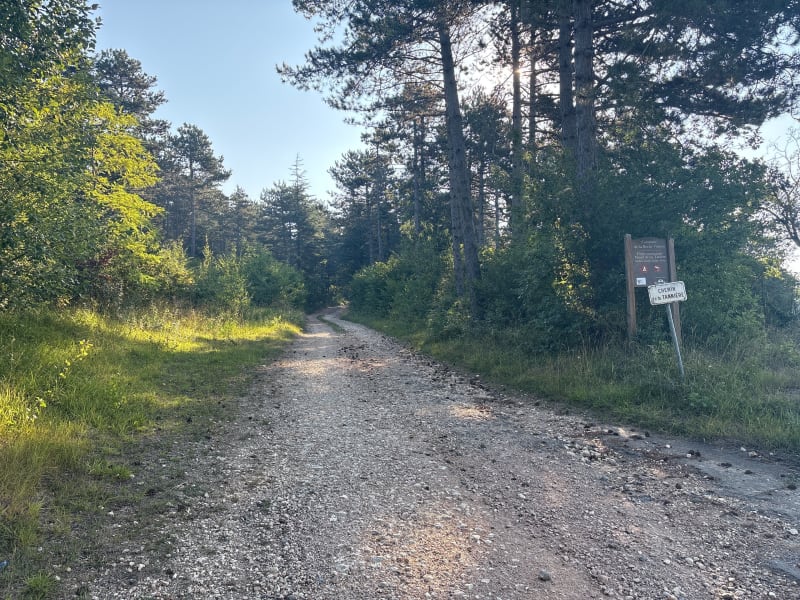 VTTAE en forêt - La Roche-Vineuse