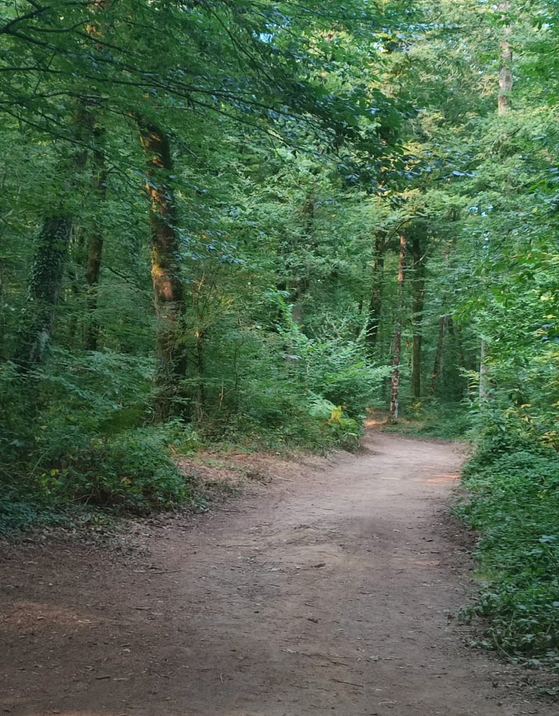 En forêt de Mesnil vers le Rocher des Fées - Mesnil-Roc'h