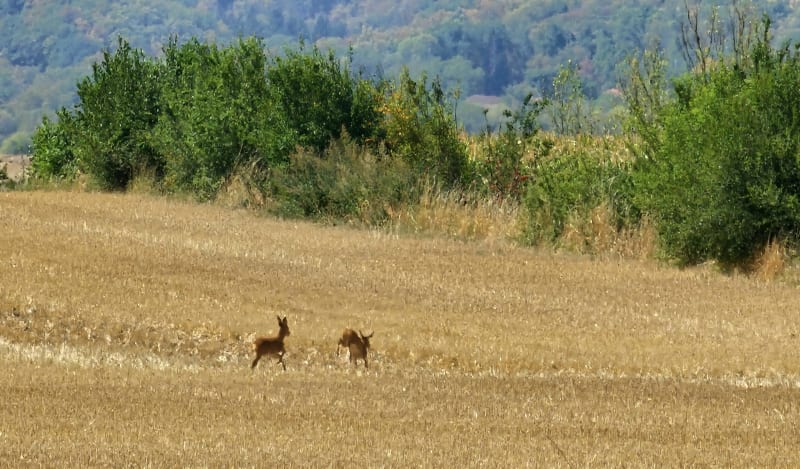 Petit tour autour du Peyroux de Montcel - Montcel