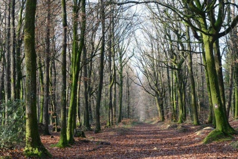 Rando en Forêt de Loudéac - Loudéac