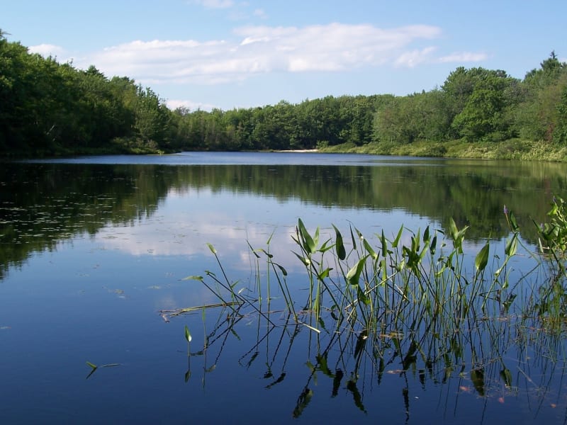 Randonnée à Rambouillet étang de la tour. - Rambouillet
