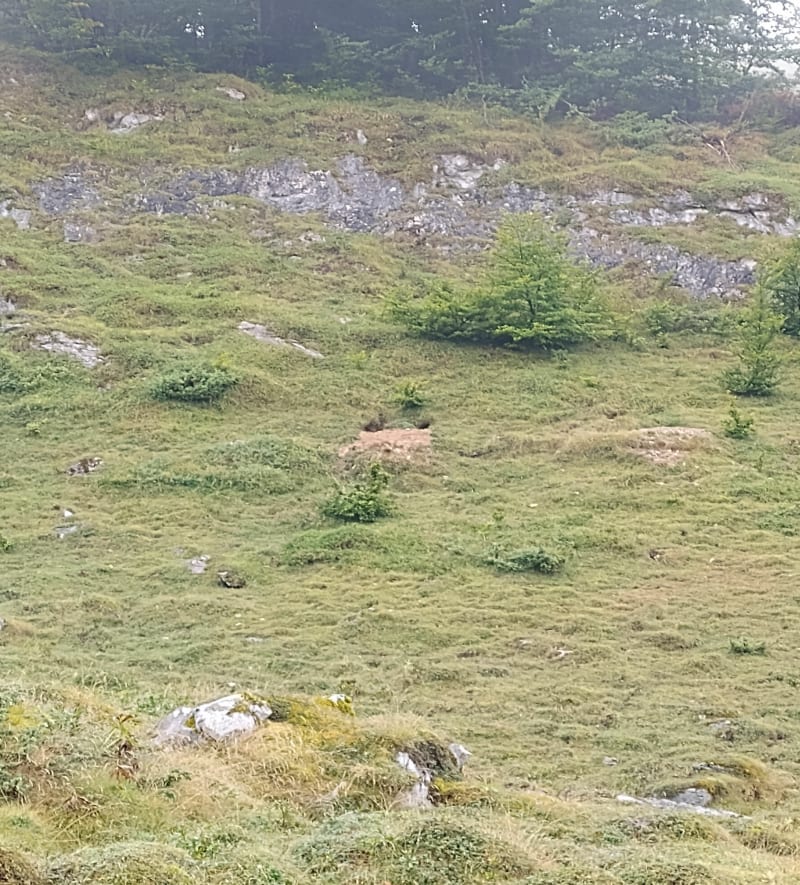 Chasse à la marmotte - Eaux-Bonnes