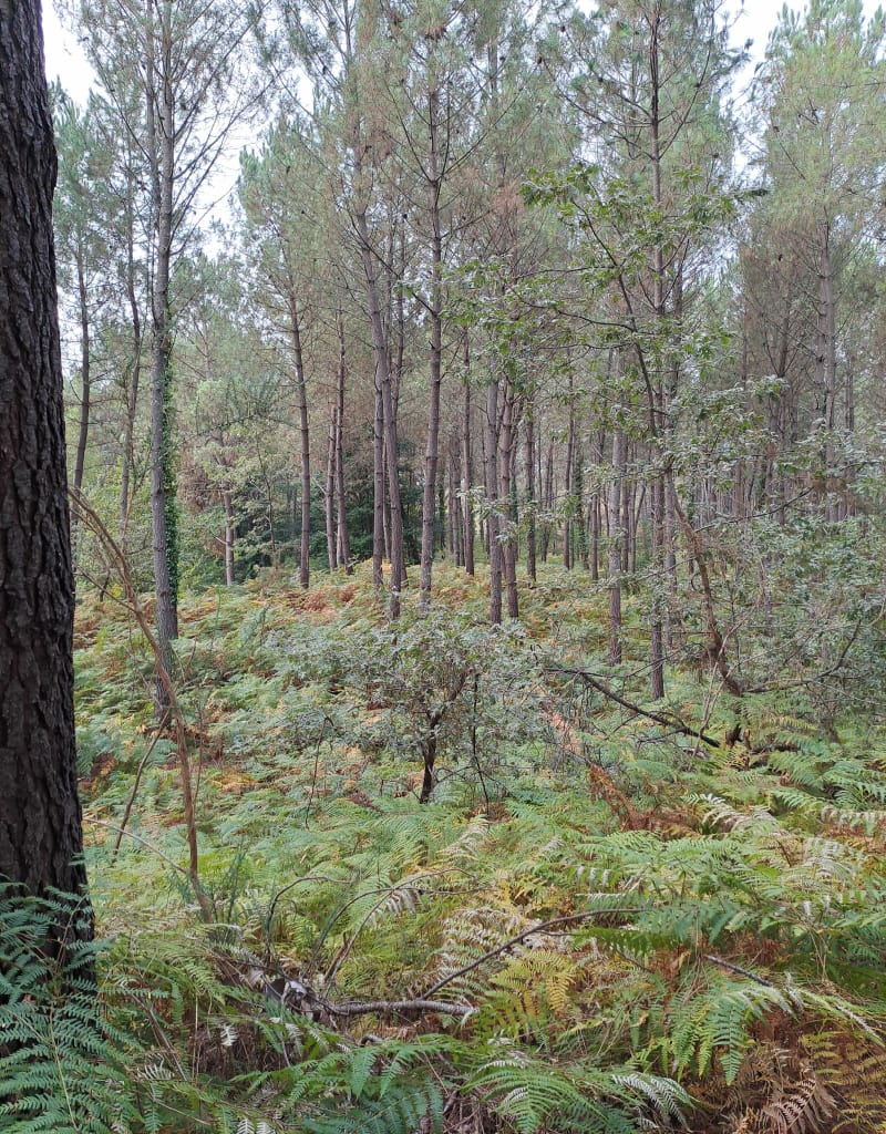 Balade en forêt à Garein - Garein
