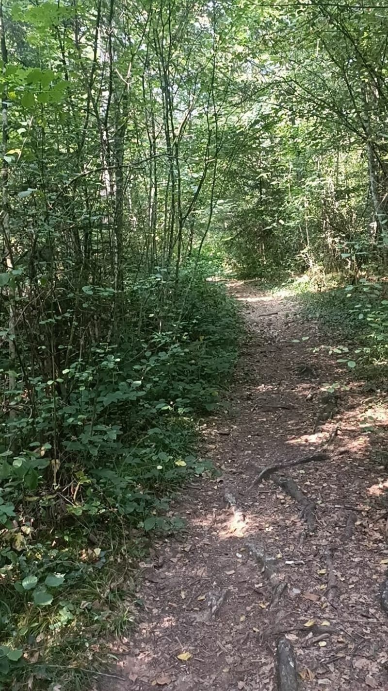 Balade en forêt  à Amancy - Amancy