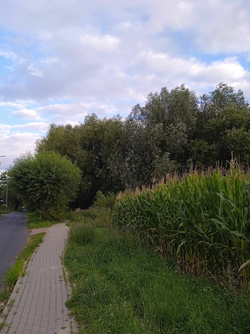Ceradz Kościelny - Więckowicka --Kalwowska - Ceradz Kościelny