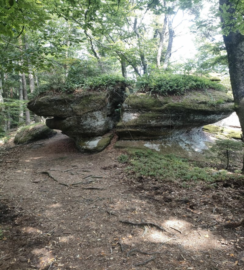 Montée au Englishberg - Wimmenau