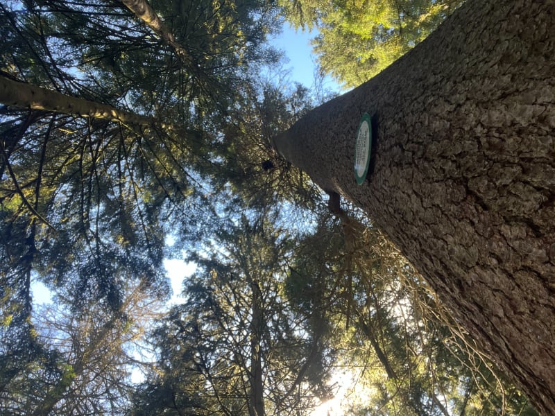 À la découverte d’un arbre remarquable à Kichompré - Gérardmer