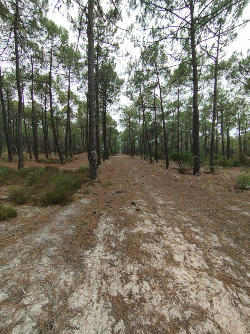 Boucle au départ de la Plage Nord à Lacanau-Océan - Lacanau