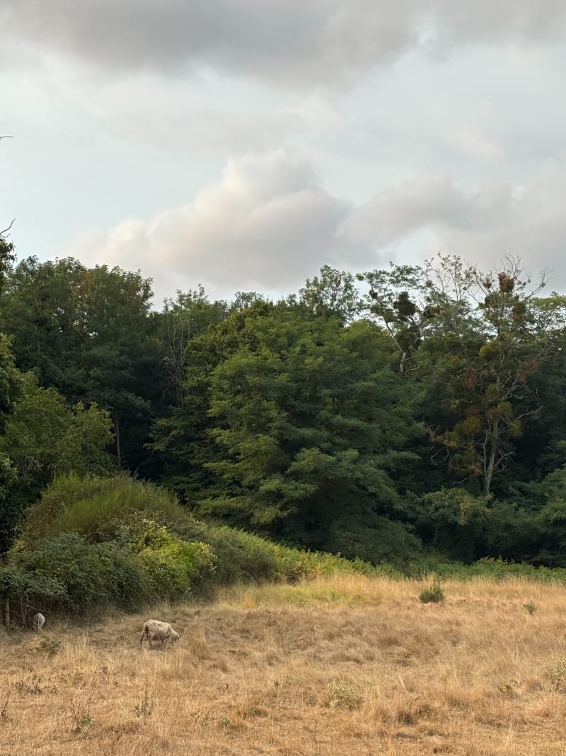 Dans la campagne depuis Rétaud - Rétaud