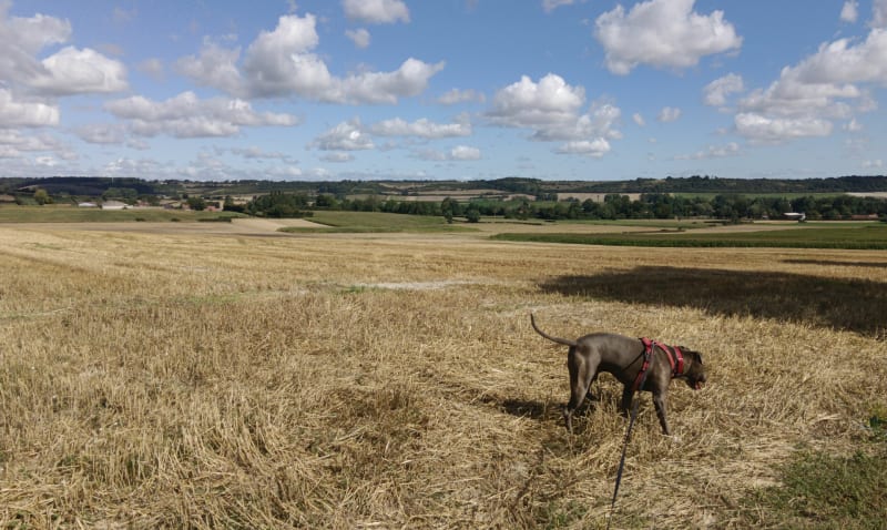 La belle campagne Liquoise - Herbinghen
