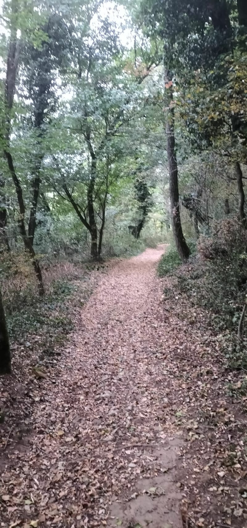 Trail entre Chozeau, Veyssilieu et Panossas - Chozeau