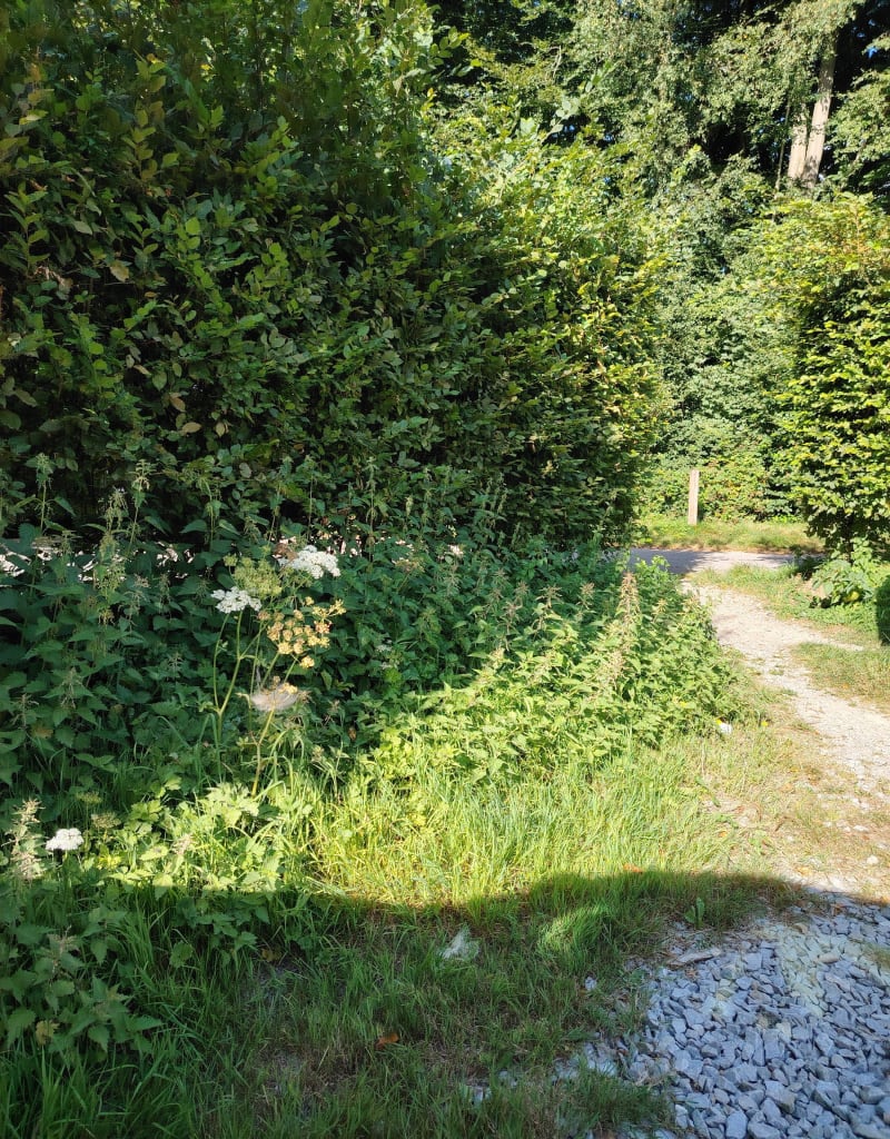 Rando forestière vers Rouen - Bois-Guillaume