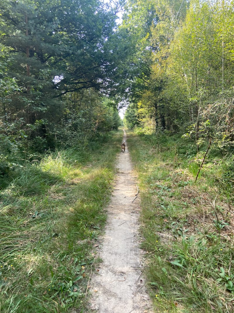 Balade en forêt de Rambouillet - Rambouillet