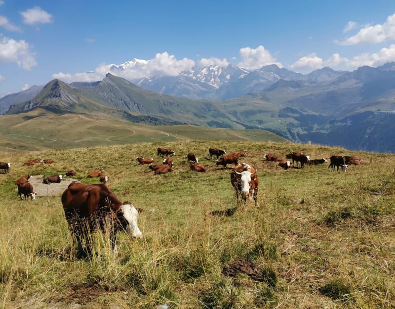 Du télésiège du Crêt du Midi au télésiège de Bellasta - Praz-sur-Arly
