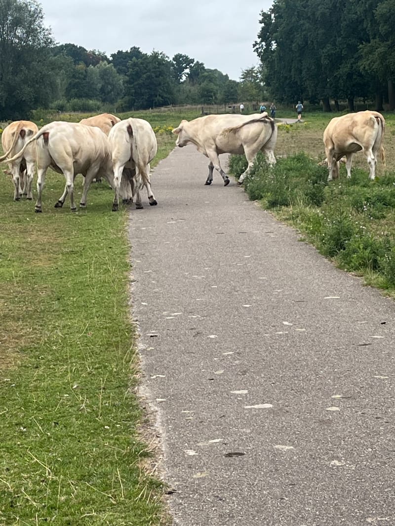 Ritje Willemstad - Oud-Turnhout