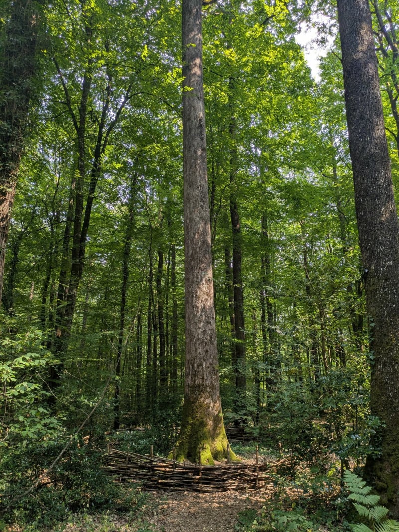 Forêt de Bercé "la boucle du chêne Sermaise" - Pruillé-l'Éguillé