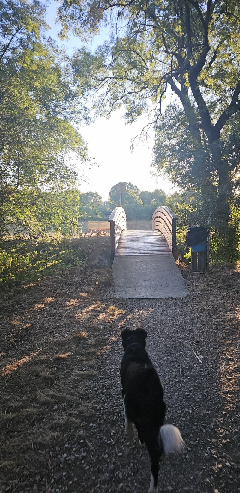 Balade rapide avec son chien entre vigne et village à Prades-le-Lez - Prades-le-Lez