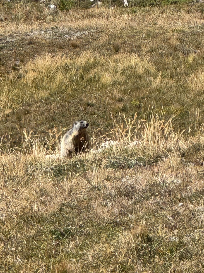 Marmotte et luge autour de Montgenèvre - Montgenèvre