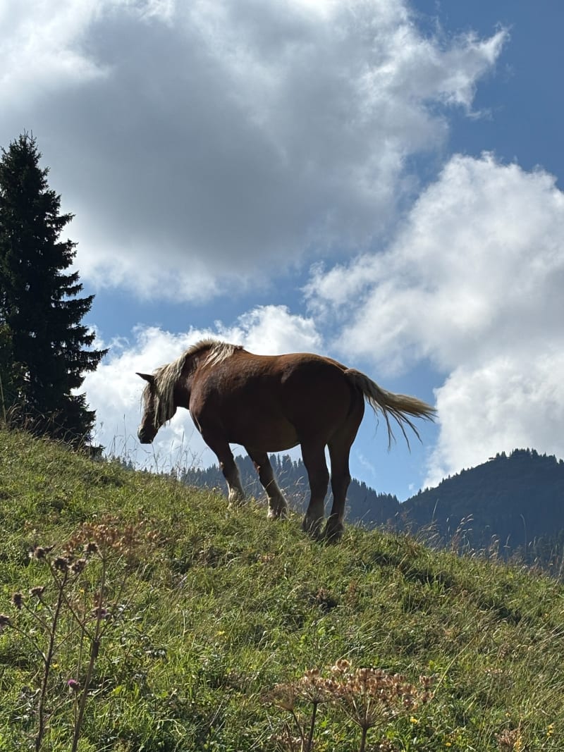 Des Frasses au Vorès, retour par le Mont Rond (NDB) - Notre-Dame-de-Bellecombe
