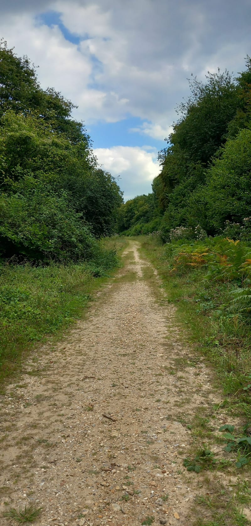 Boucle en forêt de Bord - Les Damps