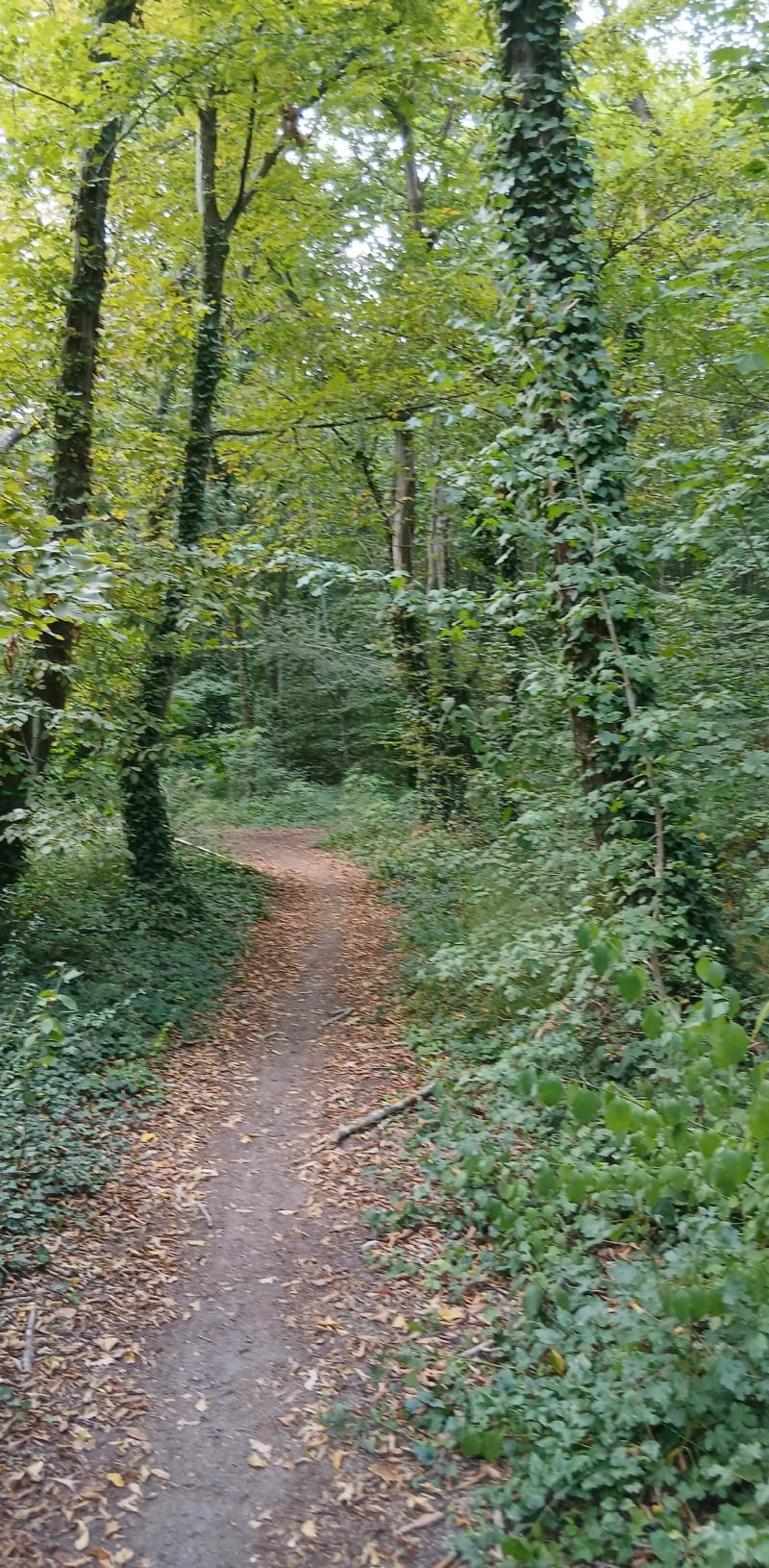 Balade en forêt Yvelinoise - Saint-Germain-en-Laye